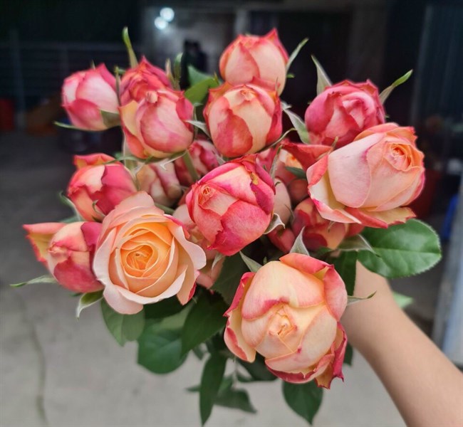 Hồng ngoại David Austin Kordes