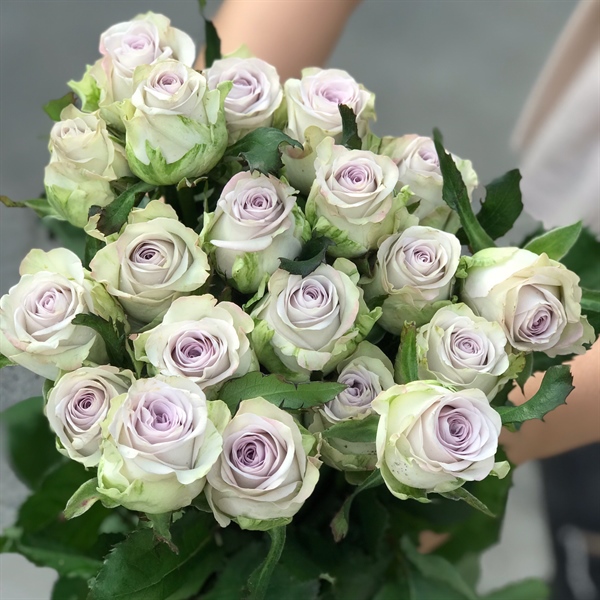 Hồng Côn Minh Tím Khói