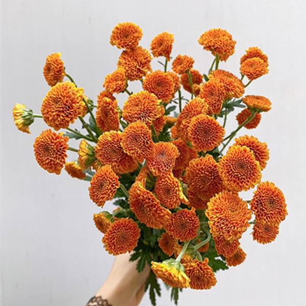 Cúc Cali - Hasfarm - Cam