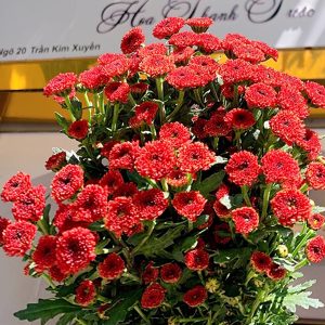 Cúc Cali - Hasfarm - Đỏ