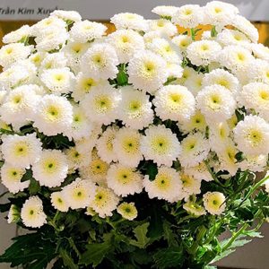 Cúc Cali - Hasfarm - Trắng