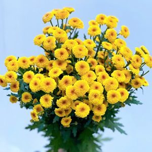 Cúc Cali - Hasfarm - Vàng Nhụy Nâu