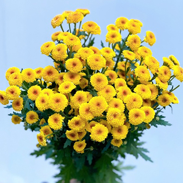 Cúc Cali - Hasfarm - Vàng Nhụy Nâu