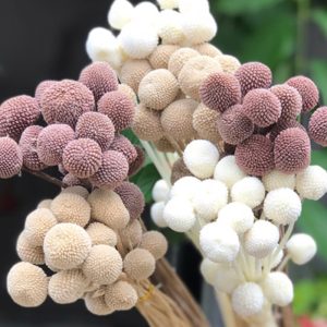 Cúc Nút Áo Khô - Côn Minh A