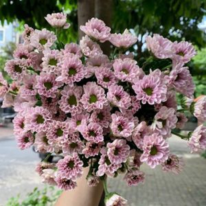 Cúc Rosy - Hasfarm - Hồng