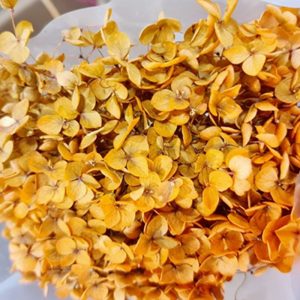 Cẩm Tú Cầu - Côn minh - Cam đậm khô