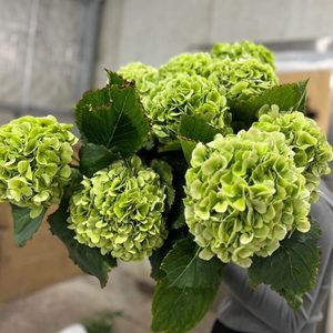 Hydrangea Classic Verena Green Xanh Lá