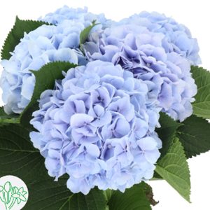 Hydrangea Verena Blue - Hà Lan - CTC Xanh Bạc - 529