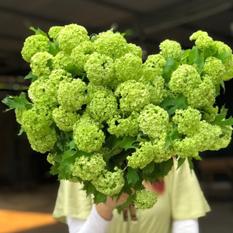 Viburnum Opulus Roseum - Hà Lan - CTC Gỗ