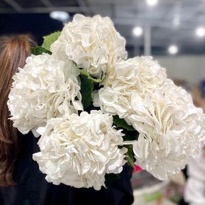 Hydrangea White Verena - Hà Lan - CTC Trắng