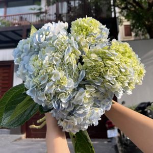 Cẩm Tú Cầu - Đà Lạt - Xanh Thường