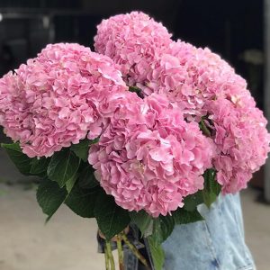 cẩm tú cầu đơn hồng đậm