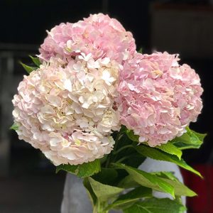 cẩm tú cầu đơn hồng nhạt