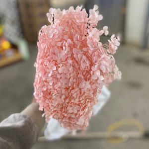 Cẩm Tú Cầu - Côn Minh - Hồng Đậm Khô A