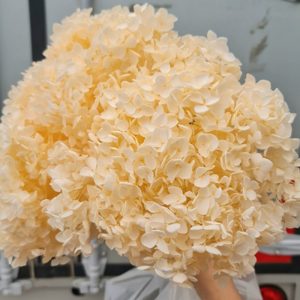 Cẩm Tú Cầu - Côn minh - Kem khô