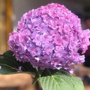 Cẩm Tú Cầu Kép Hồng A