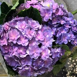 Cẩm Tú Cầu Kép Tím A