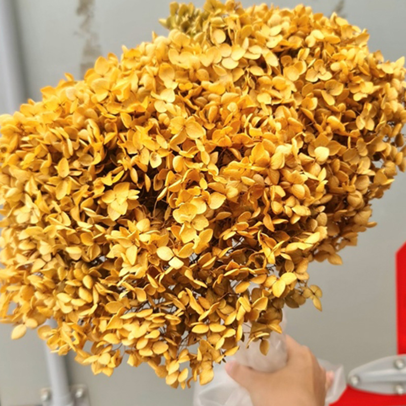 Cẩm Tú Cầu - Côn minh - Nâu khô