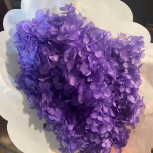 Cẩm Tú Cầu - Côn minh - Tím khô