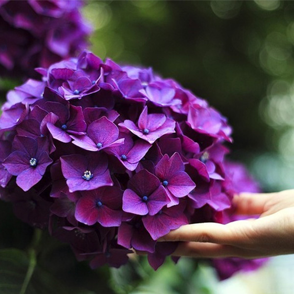 cẩm tú cầu tím