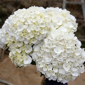 Cẩm Tú Cầu - Côn Minh - Trắng A