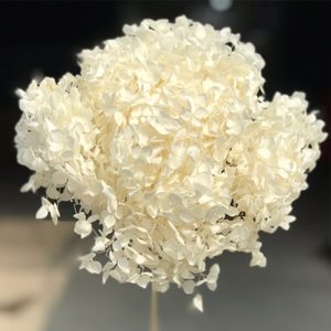 Cẩm Tú Cầu - Côn minh - Trắng Khô A