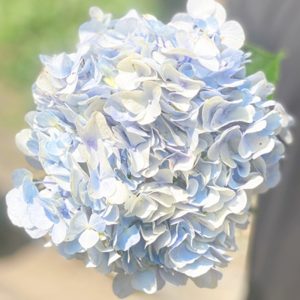 Cẩm Tú Cầu Xanh Hasfarm