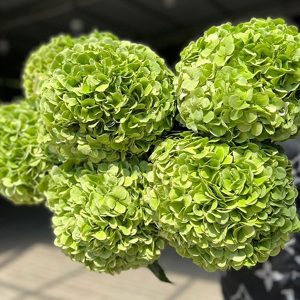 cẩm tú cầu xanh lá cây