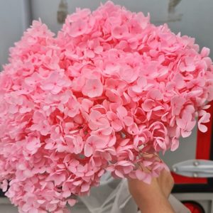 Cẩm Tú Cầu - Côn minh - Hồng nhạt khô