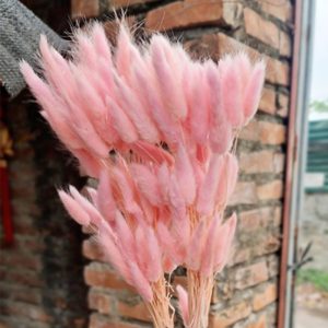 Cỏ Đuôi Thỏ Khô - Hồng