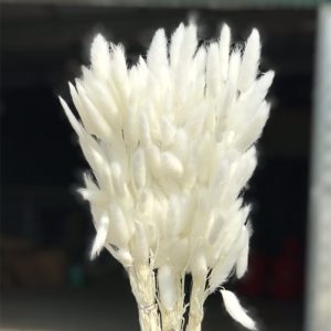 Cỏ Đuôi Thỏ Khô - Trắng A