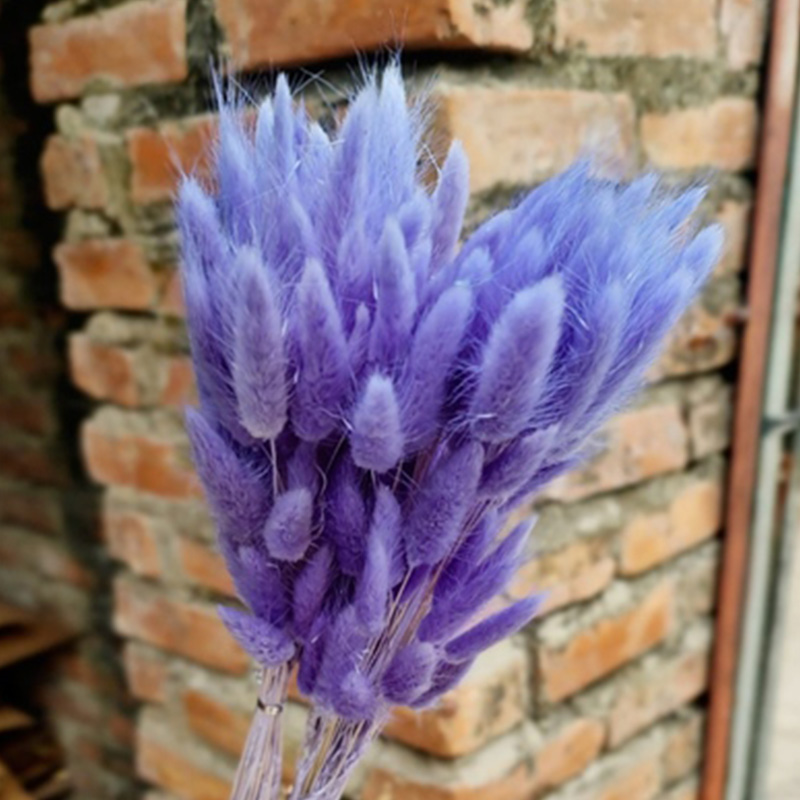 Cỏ Đuôi Thỏ Khô - Xanh Tím A