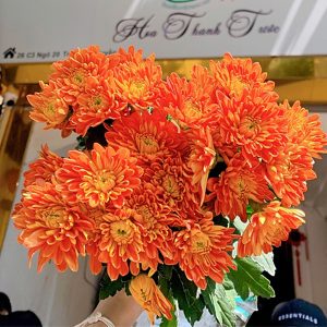 Cúc Chùm - Hasfarm - Cam