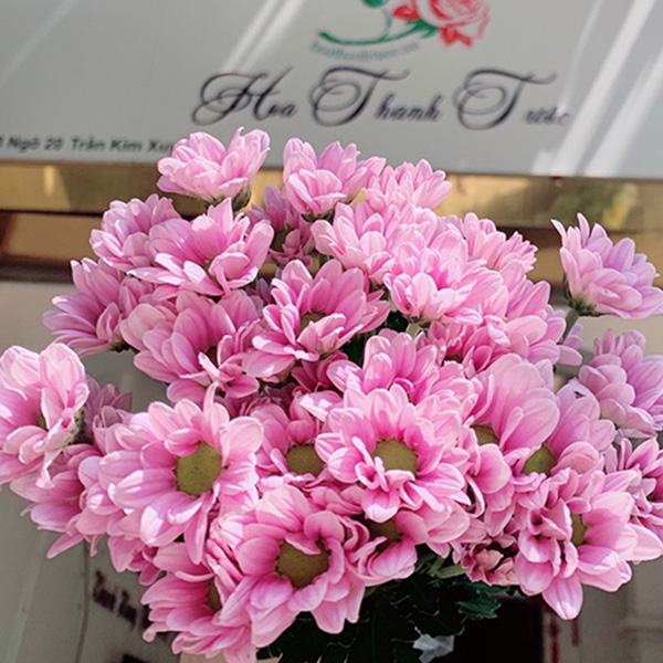 Cúc Chùm - Hasfarm - Hồng