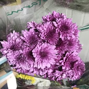 Cúc Chùm - Hasfarm - Tím