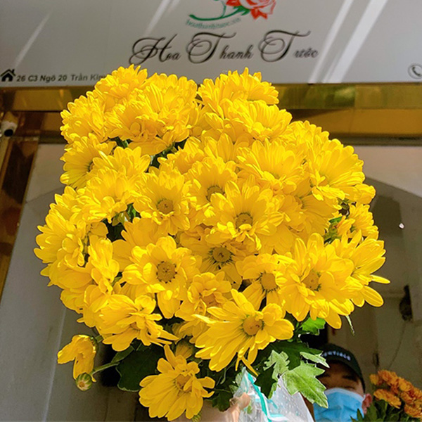 Cúc Chùm - Hasfarm - Vàng