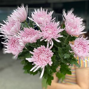 Cúc Lưới - Hasfarm - Hồng Baby