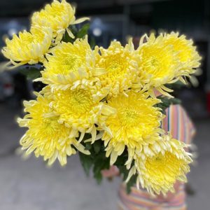 Cúc Lưới - Hasfarm - Vàng Đại Đóa