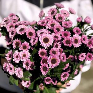 Cúc Mắt Mèo - Hasfarm - Hồng