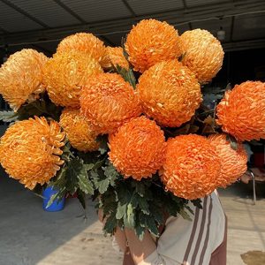 Cúc Mẫu Đơn - Hà Lan - Cam Đất