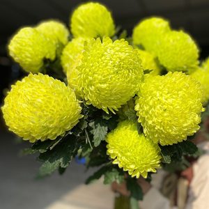 Cúc Mẫu Đơn - Hà lan - Xanh Cốm