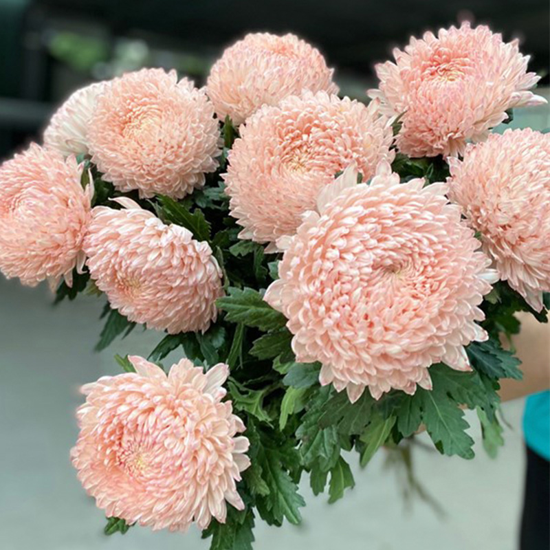 Cúc Mẫu Đơn - Côn Minh - Cam Đào A