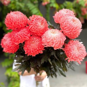 Cúc Mẫu Đơn - Côn Minh - Đỏ A