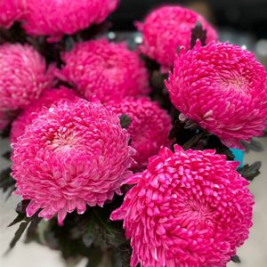 Cúc Mẫu Đơn - Hồng Đậm A