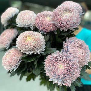 Cúc Mẫu Đơn - Côn Minh - Nâu A