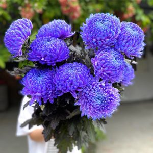 Cúc Mẫu Đơn - Côn Minh - Tím Đậm A