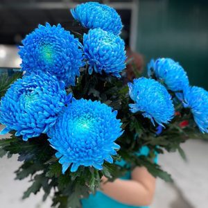 Cúc Mẫu Đơn - Côn Minh - Xanh Blue A