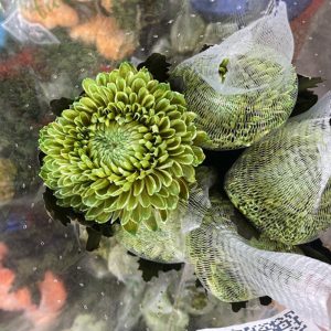 Cúc Mẫu Đơn - Côn Minh - Xanh Ngọc A