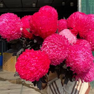 Cúc Mẫu Đơn - Hà Lan - Đỏ Hồng