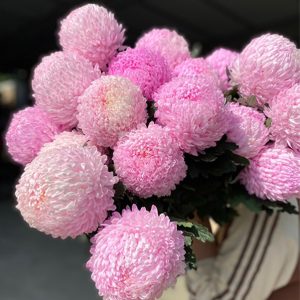 Cúc Mẫu Đơn - Hà Lan - Hồng Nhạt